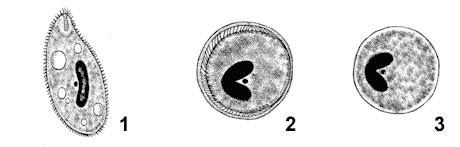 Balantidium coli stages