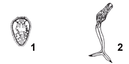 Trematodes