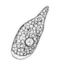 E. histolytica/dispar trophozoite line drawing