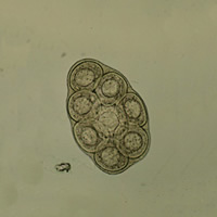 Dipylidium caninum egg packet