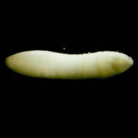 Dipylidium caninum proglottid
