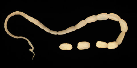 Dipylidium caninum adult tapeworm