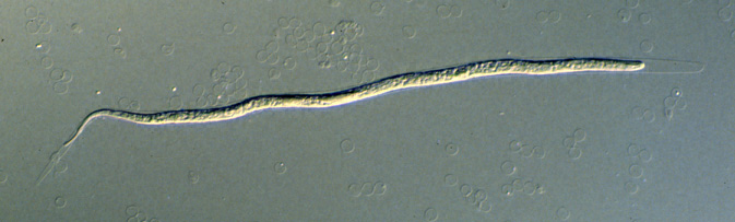 B. malayi collected by Knott centrifugation