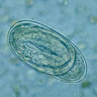 Embryonated hookworm egg
