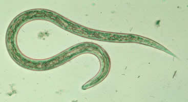 Hookworm filariform larva