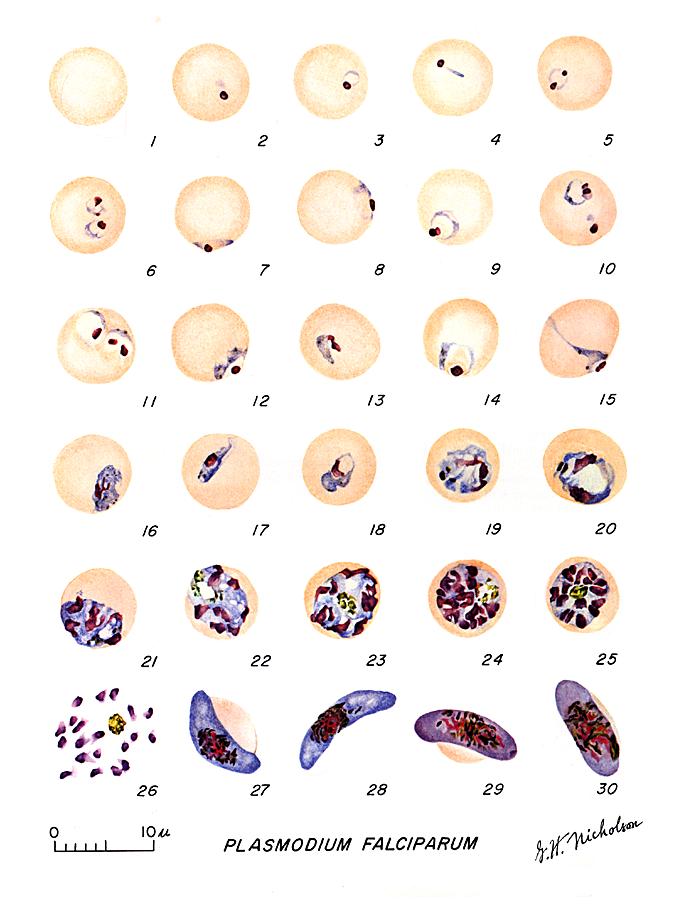 plasmodium-falciparum-parasite