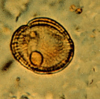 Pollen artifact